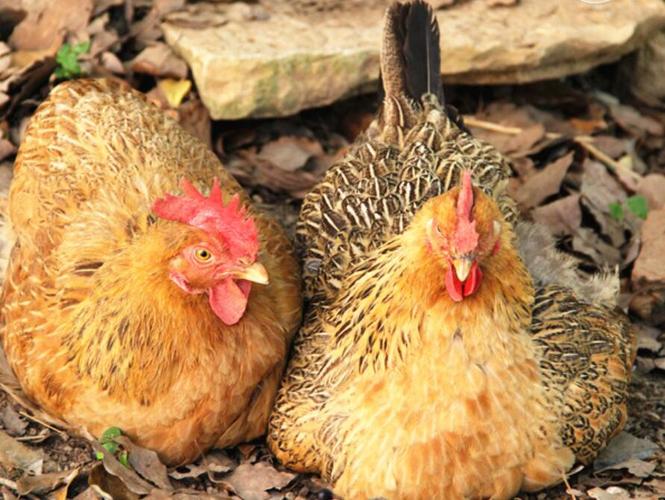 母鸡取名字 母鸡取名大全<font color='red'>可爱</font>