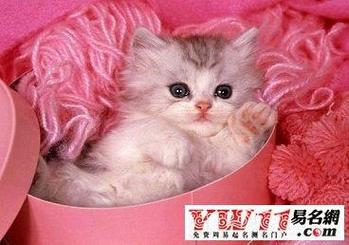 <font color='red'>小猫</font>名字女孩高兴 100个好听的<font color='red'>小猫</font>名字