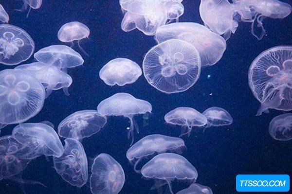 养水母取名字大全 小<font color='red'>赤月</font>水母怎么养