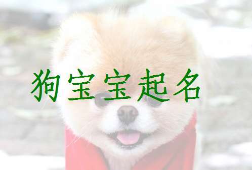 十月份出生的狗宝宝起名大全 狗起名<font color='red'>顺口</font>的名字