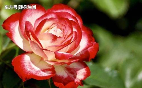 一见<font color='red'>钟情</font>两痴迷猜生肖 一见<font color='red'>钟情</font>猜生肖或数字是什么意思？