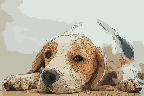 生肖狗6月运势2021年 生肖狗2021年<font color='red'>每个月</font>运势是什么意思？