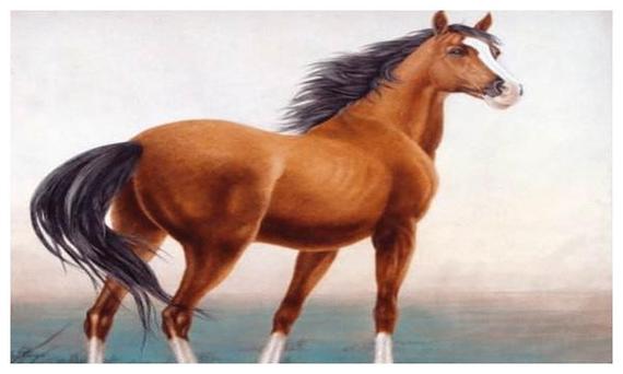 1966年属马<font color='red'>寿命</font> 马最怕什么病是什么意思？