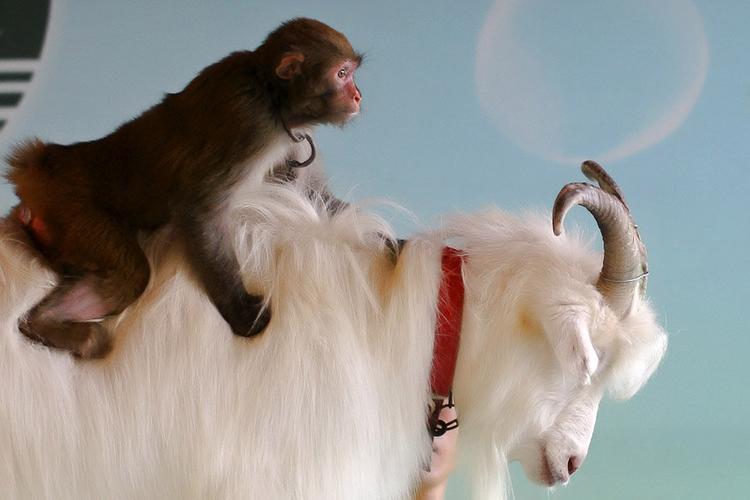 91<font color='red'>年属羊女</font>跟92年属猴男配吗 91<font color='red'>年属羊女</font>生和92年属猴相配吗是什么意思？