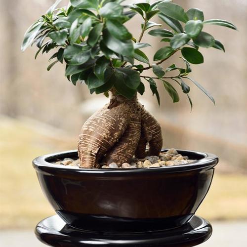 属牛可以种什么<font color='red'>植物</font>招财 85年属牛女戴啥招财是什么意思？