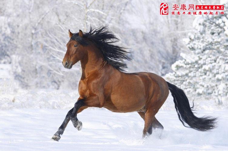 属马的七八月的财运 <font color='red'>明年</font>属马人的财运怎么样是什么意思？