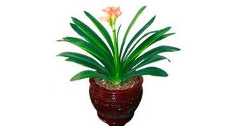 1980年属猴的转运<font color='red'>植物</font> 1980年猴的幸运花是什么意思？