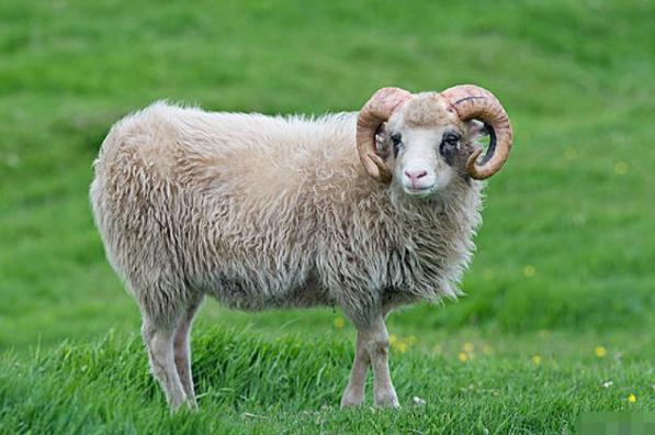 生肖羊穿什么<font color='red'>衣服</font>运势好 属羊穿什么<font color='red'>衣服</font>最好运是什么意思？