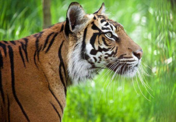 74年虎男配什么生肖最好 74<font color='red'>年属虎男</font>婚配什么属相最好是什么意思？