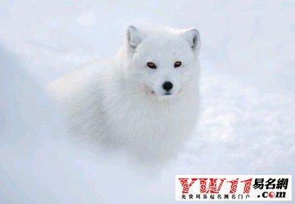 带狐取名 关于狐的名字<font color='red'>四个字</font>