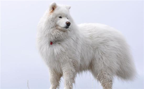 白狗名字男孩 白狗取名<font color='red'>文艺</font>