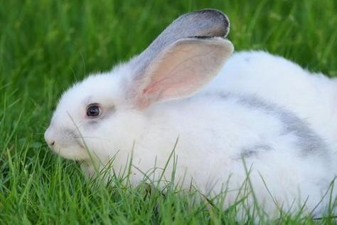 2000属兔是什么命运如何 2000<font color='red'>年属兔</font>几月出生最好