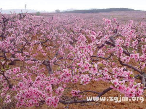 梦见桃花盛开被砍掉了 梦见朋友拿刀砍<font color='red'>我是</font>什么意思