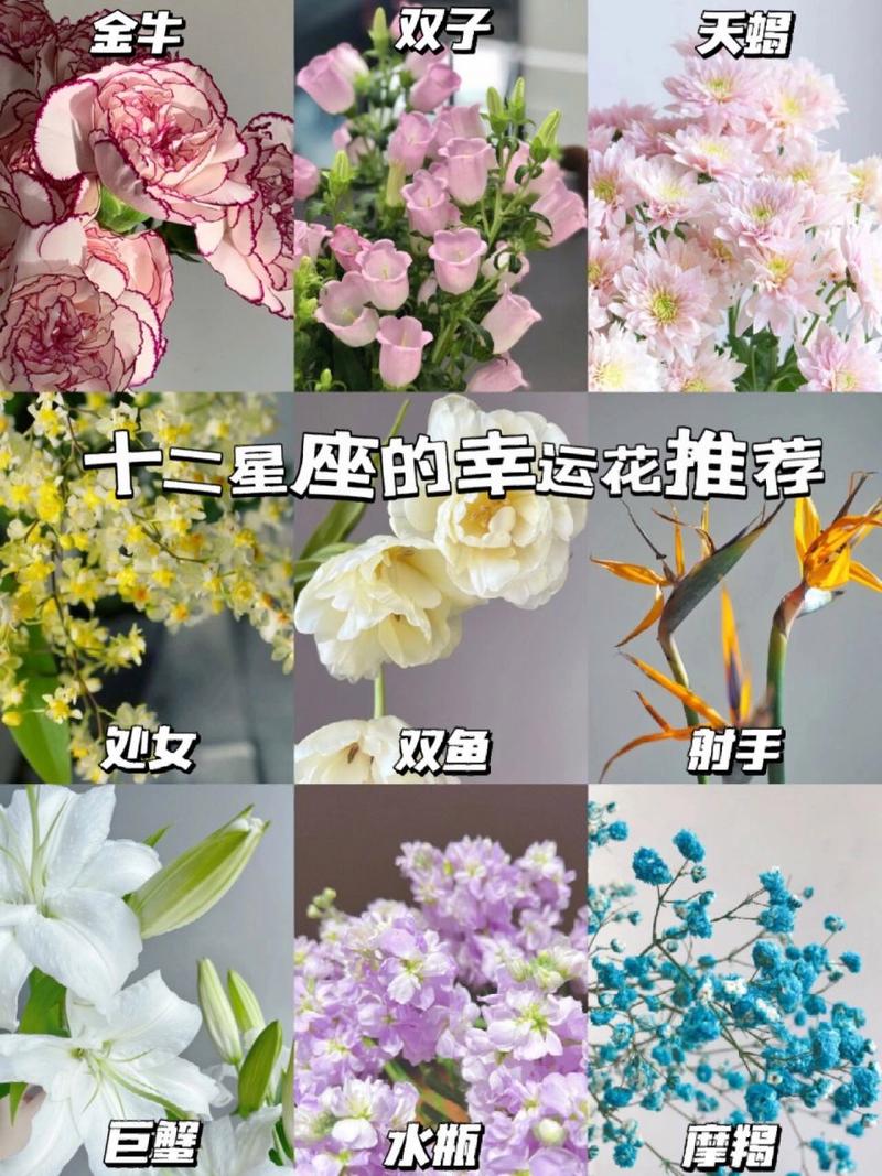 十二星座的<font color='red'>开运</font>花 星座<font color='red'>开运</font>运势查询今日运势