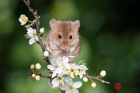 属鼠的人今年有桃花运 <font color='red'>鼠人</font>2023烂桃花