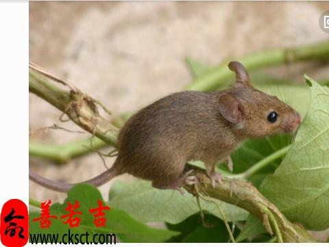 算命里红鼠是 算命中老鼠分为哪<font color='red'>几种</font>